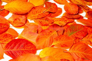 Doku, arka plan, desen. Kırmızı yaprakları. Sonbahar boyama. arka planını sonbahar yaprakları