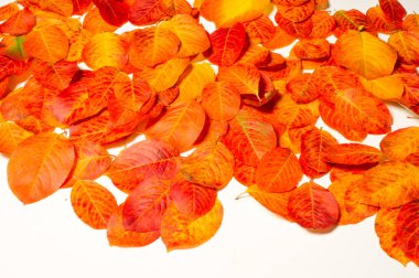 Doku, arka plan, desen. Kırmızı yaprakları. Sonbahar boyama. arka planını sonbahar yaprakları