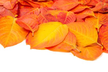 Doku, arka plan, desen. Kırmızı yaprakları. Sonbahar boyama. arka planını sonbahar yaprakları