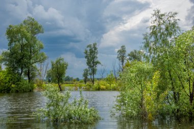 Sel. Doğal afet - sahilden kaynaklı su ile kara sel. Çalılar, ağaçlar su vardır. Sigorta yardımları alınmasından
