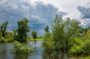 Sel. Doğal afet - sahilden kaynaklı su ile kara sel. Çalılar, ağaçlar su vardır. Sigorta yardımları alınmasından