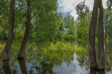 sel suları bastığında. bir sel sonucu olarak taşan su. Yüksek kaynak suyu. Baharın başlangıcı nehrinde güneşli bir günde. Bulutlar cennet. Bahar manzara. Bahar geliyor.