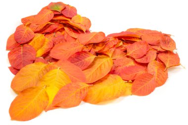 Doku, arka plan, desen. Kırmızı yaprakları. Sonbahar boyama. arka planını sonbahar yaprakları