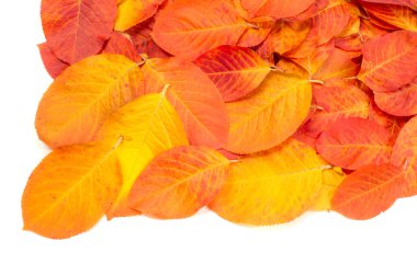 Doku, arka plan, desen. Kırmızı yaprakları. Sonbahar boyama. arka planını sonbahar yaprakları