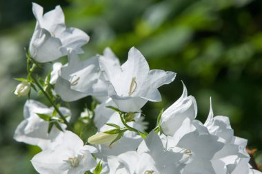 Campanula persicifolia çiçek bahçesinde. Makedonya Garebets dilleri, Yunan bell, Formanax bell. Campanula Formanekiana Latince adıdır. Yaz köyün beyaz çiçekler.
