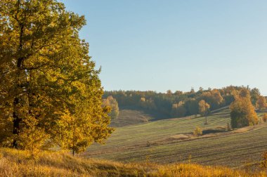 Sonbahar manzara, ağaç meşe akçaağaç sonbahar renkleri, eski çim boyanmıştı. Güzel renkli sonbahar yaprakları yeşil, sarı, turuncu, kırmızı topluluğu