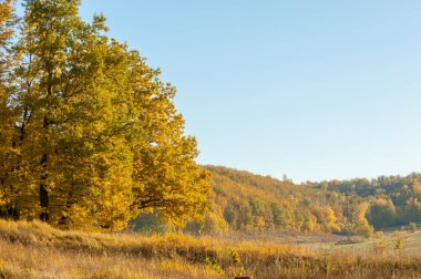 Sonbahar manzara, ağaç meşe akçaağaç sonbahar renkleri, eski çim boyanmıştı. Güzel renkli sonbahar yaprakları yeşil, sarı, turuncu, kırmızı topluluğu