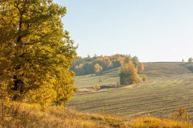 Sonbahar manzara, ağaç meşe akçaağaç sonbahar renkleri, eski çim boyanmıştı. Güzel renkli sonbahar yaprakları yeşil, sarı, turuncu, kırmızı topluluğu