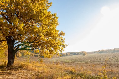 Sonbahar manzara, ağaç meşe akçaağaç sonbahar renkleri, eski çim boyanmıştı. Güzel renkli sonbahar yaprakları yeşil, sarı, turuncu, kırmızı topluluğu