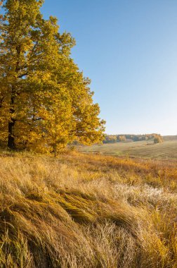 Sonbahar manzara, ağaç meşe akçaağaç sonbahar renkleri, eski çim boyanmıştı. Güzel renkli sonbahar yaprakları yeşil, sarı, turuncu, kırmızı topluluğu