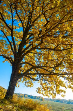 Sonbahar manzara, ağaç meşe akçaağaç sonbahar renkleri, eski çim boyanmıştı. Güzel renkli sonbahar yaprakları yeşil, sarı, turuncu, kırmızı topluluğu