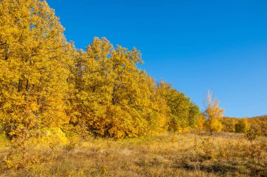 Sonbahar manzara, ağaç meşe akçaağaç sonbahar renkleri, eski çim boyanmıştı. Güzel renkli sonbahar yaprakları yeşil, sarı, turuncu, kırmızı topluluğu