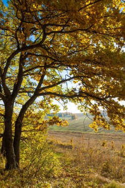 Sonbahar manzara, ağaç meşe akçaağaç sonbahar renkleri, eski çim boyanmıştı. Güzel renkli sonbahar yaprakları yeşil, sarı, turuncu, kırmızı topluluğu