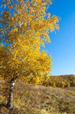 Sonbahar manzara, ağaç meşe akçaağaç sonbahar renkleri, eski çim boyanmıştı. Güzel renkli sonbahar yaprakları yeşil, sarı, turuncu, kırmızı topluluğu
