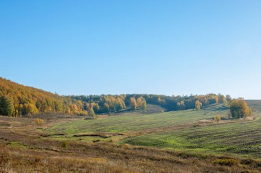 Sonbahar manzara, ağaç meşe akçaağaç sonbahar renkleri, eski çim boyanmıştı. Güzel renkli sonbahar yaprakları yeşil, sarı, turuncu, kırmızı topluluğu