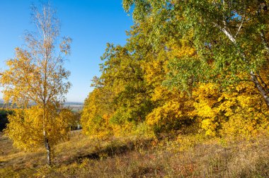 Sonbahar manzara, ağaç meşe akçaağaç sonbahar renkleri, eski çim boyanmıştı. Güzel renkli sonbahar yaprakları yeşil, sarı, turuncu, kırmızı topluluğu