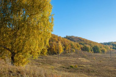 Sonbahar manzara, ağaç meşe akçaağaç sonbahar renkleri, eski çim boyanmıştı. Güzel renkli sonbahar yaprakları yeşil, sarı, turuncu, kırmızı topluluğu