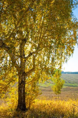 Sonbahar manzara, ağaç meşe akçaağaç sonbahar renkleri, eski çim boyanmıştı. Güzel renkli sonbahar yaprakları yeşil, sarı, turuncu, kırmızı topluluğu