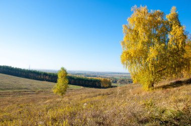 Sonbahar manzara, ağaç meşe akçaağaç sonbahar renkleri, eski çim boyanmıştı. Güzel renkli sonbahar yaprakları yeşil, sarı, turuncu, kırmızı topluluğu