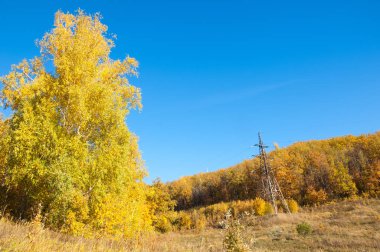 Sonbahar manzara, ağaç meşe akçaağaç sonbahar renkleri, eski çim boyanmıştı. Güzel renkli sonbahar yaprakları yeşil, sarı, turuncu, kırmızı topluluğu