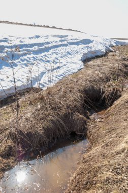 Bahar peyzaj, tenha yerlerde son kar. Parlak güneş kar erir. Yeşil çam. Yaprak döken ağaçların yaprakları olmadan. Kar suyu eritebilir. Geçen yılki çim sarı.