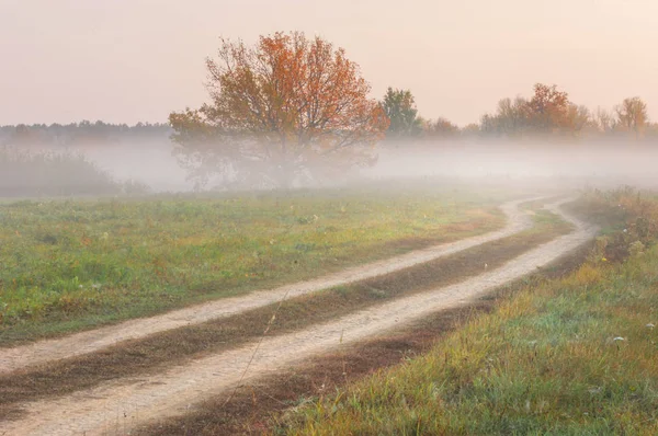 Die Straße Herbst Eichenwald — Stockfoto