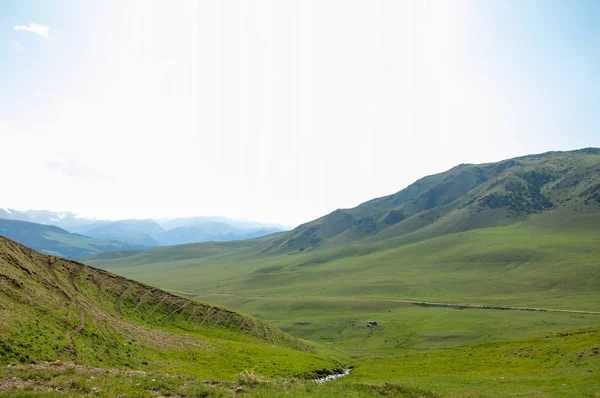 İğde. iğde veya iğde, cinsidir tür çiçekli bitki Elaeagnaceae aile hakkında.