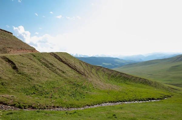 İğde. iğde veya iğde, cinsidir tür çiçekli bitki Elaeagnaceae aile hakkında.