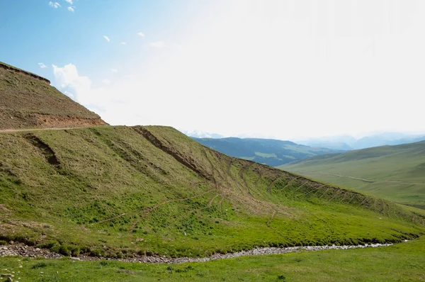 İğde. iğde veya iğde, cinsidir tür çiçekli bitki Elaeagnaceae aile hakkında.
