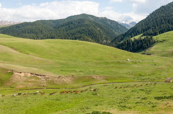 İğde. iğde veya iğde, cinsidir tür çiçekli bitki Elaeagnaceae aile hakkında.