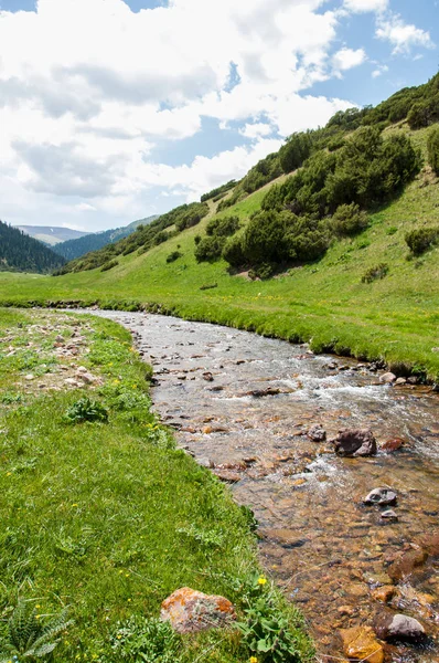 İğde. iğde veya iğde, cinsidir tür çiçekli bitki Elaeagnaceae aile hakkında.