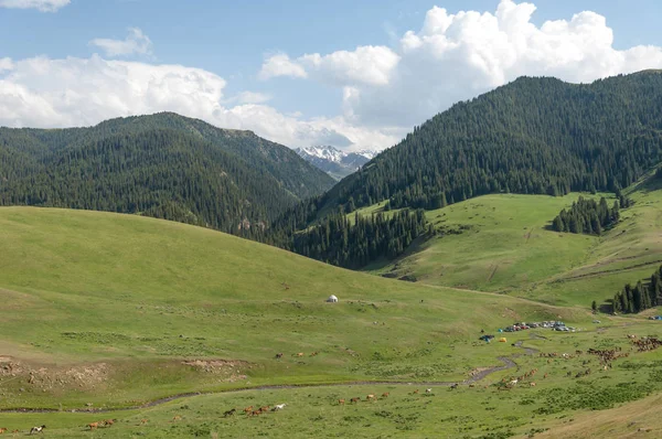 İğde. iğde veya iğde, cinsidir tür çiçekli bitki Elaeagnaceae aile hakkında.