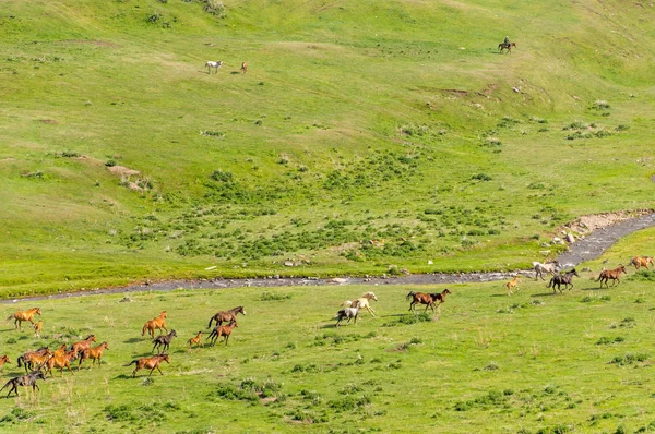 Ğde Iğde Veya Iğde Cinsidir Tür Çiçekli Bitki Elaeagnaceae Aile — Stok fotoğraf