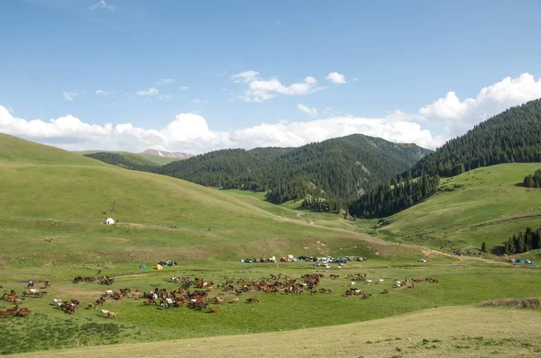 İğde. iğde veya iğde, cinsidir tür çiçekli bitki Elaeagnaceae aile hakkında.
