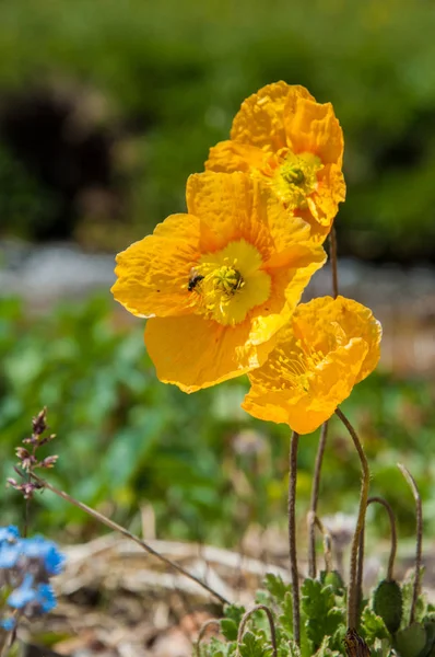 İğde. iğde veya iğde, cinsidir tür çiçekli bitki Elaeagnaceae aile hakkında.