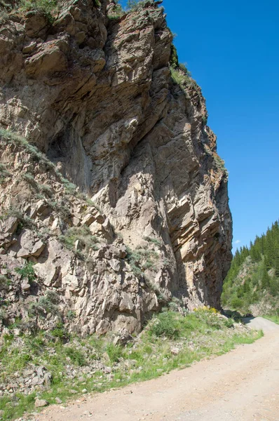 İğde. iğde veya iğde, cinsidir tür çiçekli bitki Elaeagnaceae aile hakkında.