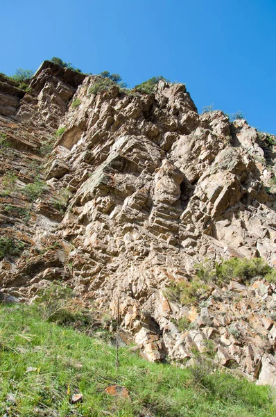 İğde. iğde veya iğde, cinsidir tür çiçekli bitki Elaeagnaceae aile hakkında.