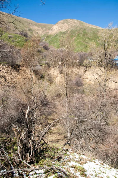 İğde. iğde veya iğde, cinsidir tür çiçekli bitki Elaeagnaceae aile hakkında.