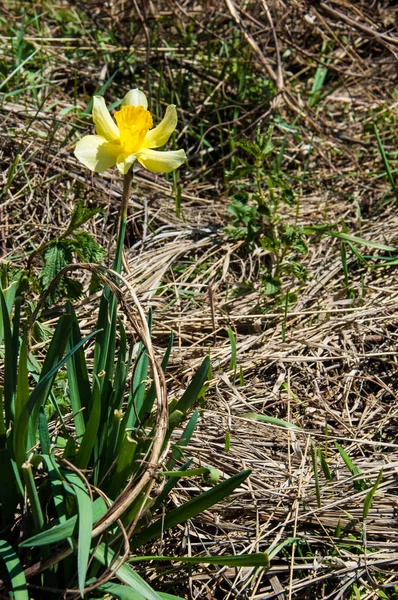 İğde. iğde veya iğde, cinsidir tür çiçekli bitki Elaeagnaceae aile hakkında.