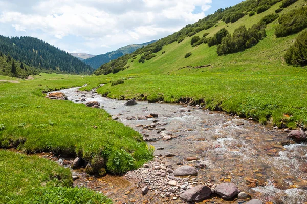 İğde. iğde veya iğde, cinsidir tür çiçekli bitki Elaeagnaceae aile hakkında.