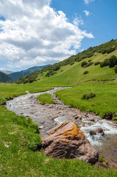 İğde. iğde veya iğde, cinsidir tür çiçekli bitki Elaeagnaceae aile hakkında.