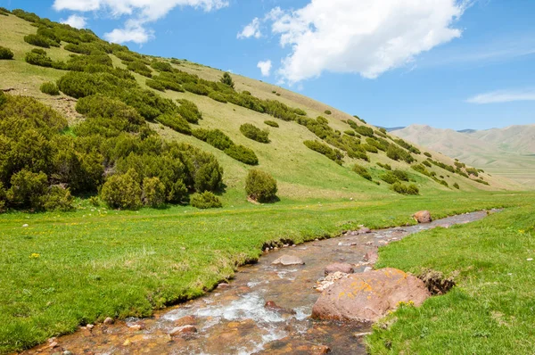 İğde. iğde veya iğde, cinsidir tür çiçekli bitki Elaeagnaceae aile hakkında.