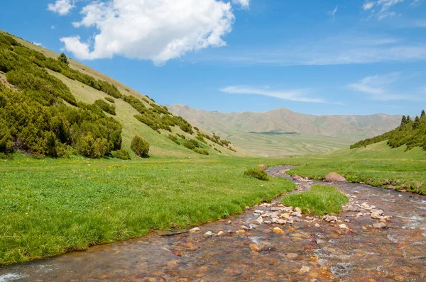 İğde. iğde veya iğde, cinsidir tür çiçekli bitki Elaeagnaceae aile hakkında.