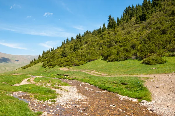 İğde. iğde veya iğde, cinsidir tür çiçekli bitki Elaeagnaceae aile hakkında.