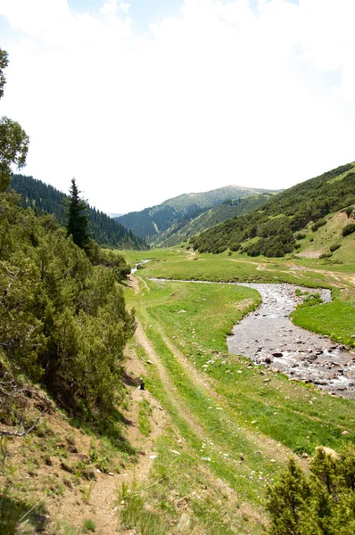 İğde. iğde veya iğde, cinsidir tür çiçekli bitki Elaeagnaceae aile hakkında.