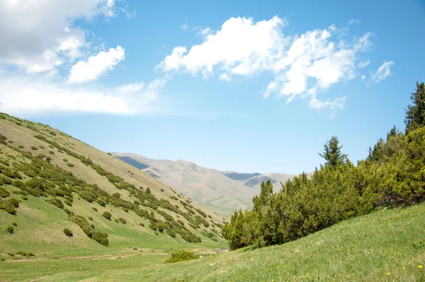 İğde. iğde veya iğde, cinsidir tür çiçekli bitki Elaeagnaceae aile hakkında.