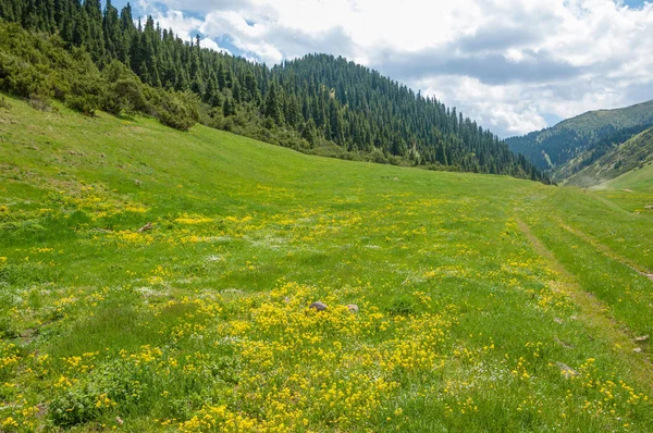 İğde. iğde veya iğde, cinsidir tür çiçekli bitki Elaeagnaceae aile hakkında.