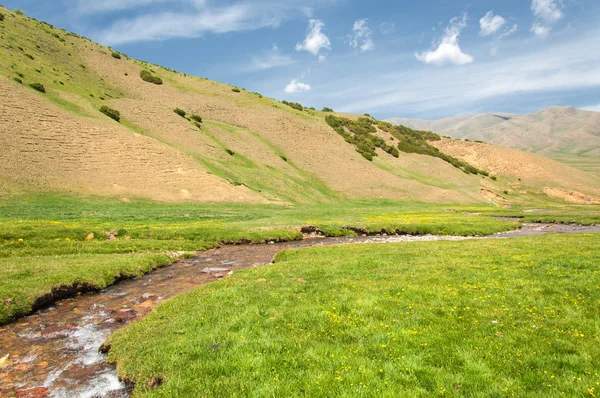İğde. iğde veya iğde, cinsidir tür çiçekli bitki Elaeagnaceae aile hakkında.