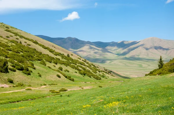 İğde. iğde veya iğde, cinsidir tür çiçekli bitki Elaeagnaceae aile hakkında.