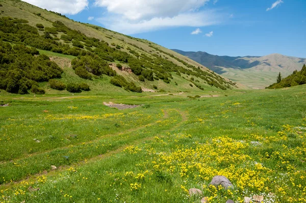 İğde. iğde veya iğde, cinsidir tür çiçekli bitki Elaeagnaceae aile hakkında.